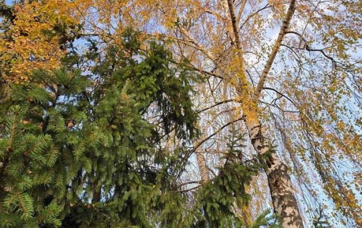 Тёплая погода в Подмосковье продлится до начала ноября Тёплая погода в Подмосковье продлится до начала ноября